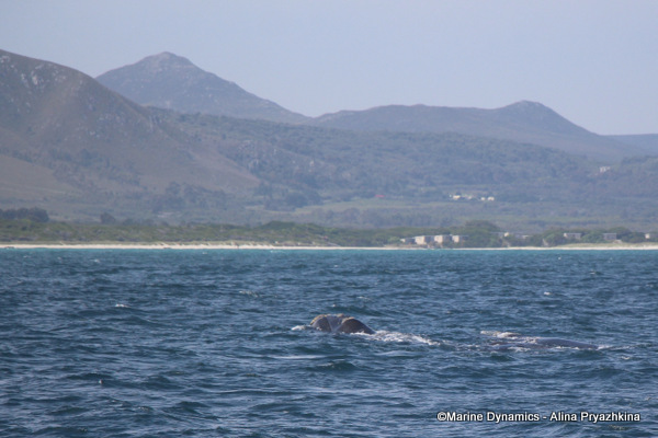 Southern right whale, South Africa