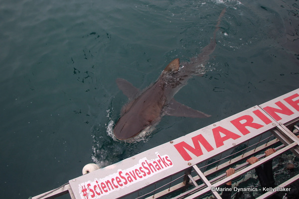 Bronze Whaler shark, South Africa