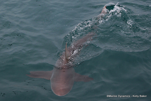 Bronze Whaler shark, South Africa