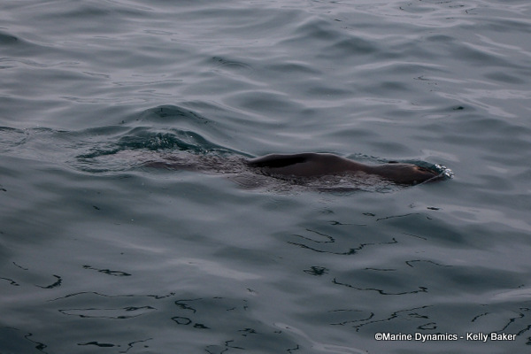 Cape Fur seal, South Africa