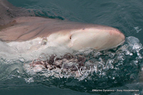 Bronze Whaler shark, South Africa