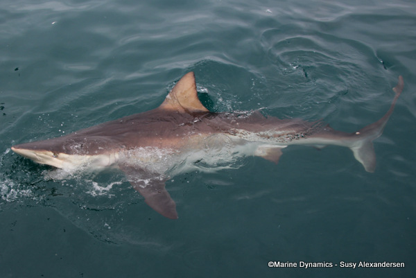 Bronze Whaler shark, South Africa