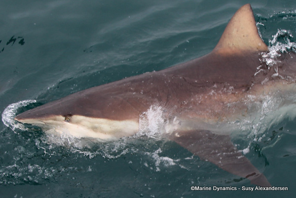 Bronze Whaler shark, South Africa