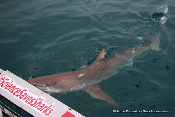 Bronze Whaler shark, South Africa