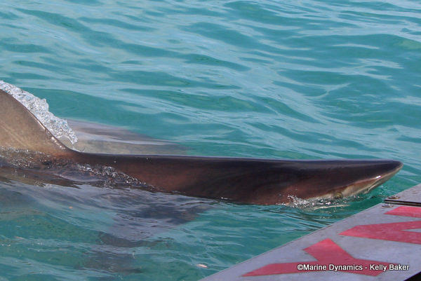 Bronze whaler Gansbaai, South Africa