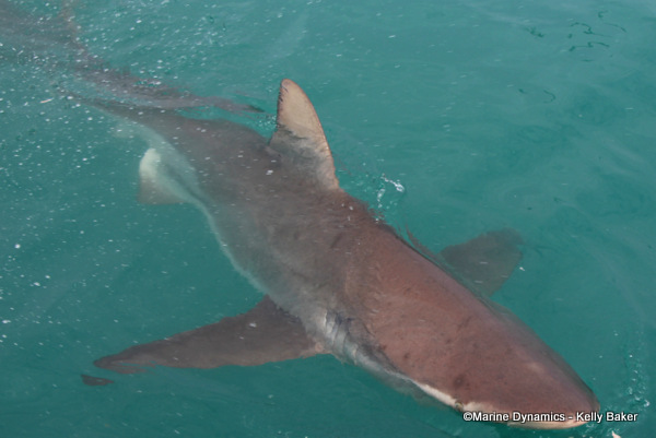 Bronze whaler Gansbaai, South Africa