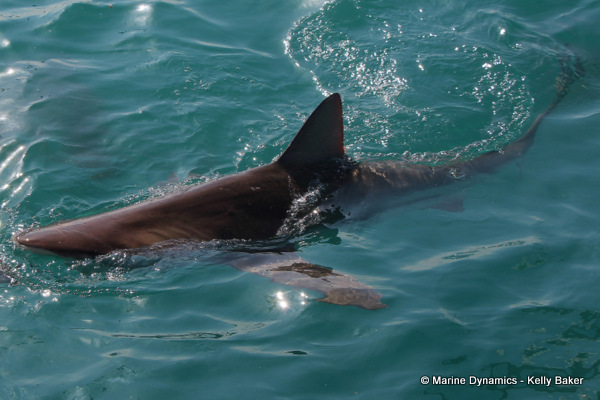 Bronze whaler shark, South Africa