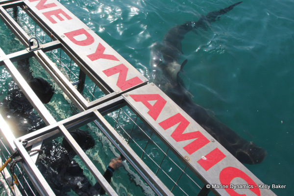 Shark Cage Diving, South Africa