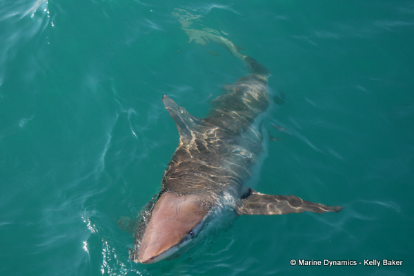 Bronze whaler shark, South Africa