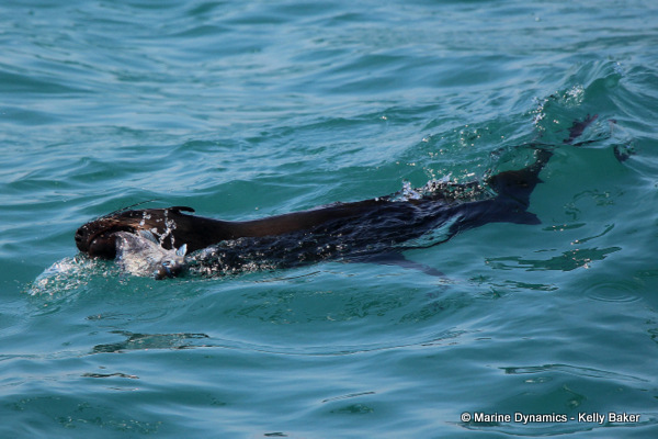 Cape fur seal, South Africa