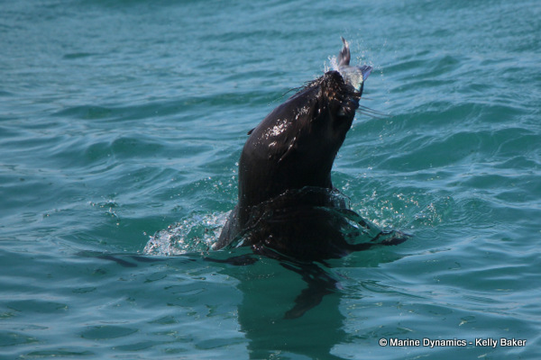 Cape fur seal, South Africa
