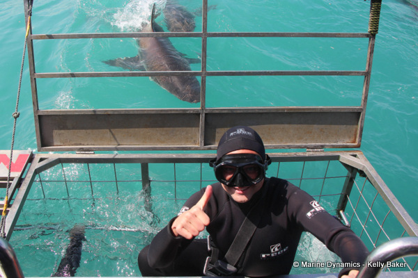 Bronze whaler sharks, South Africa