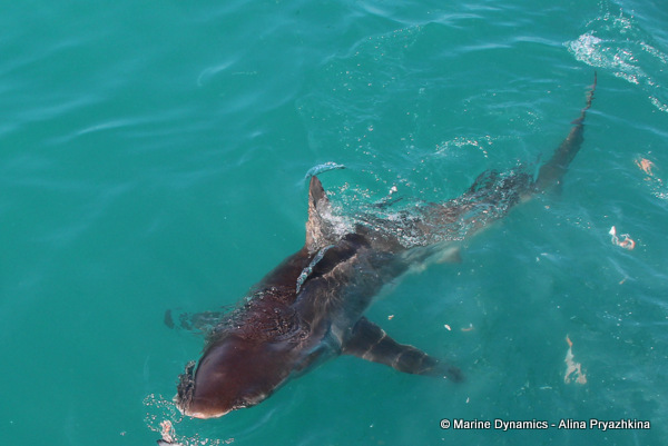 Bronze Whaler shark, South Africa