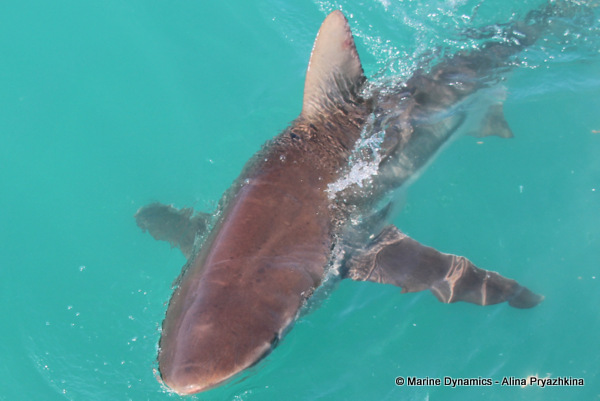 Bronze Whaler shark, South Africa