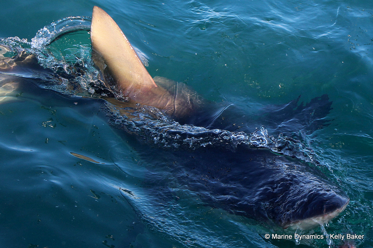 Bronze Whaler shark, South Africa