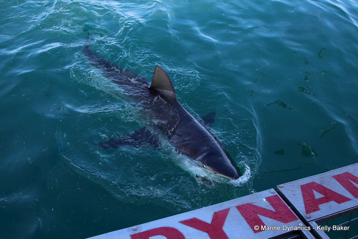 Bronze Whaler shark, South Africa