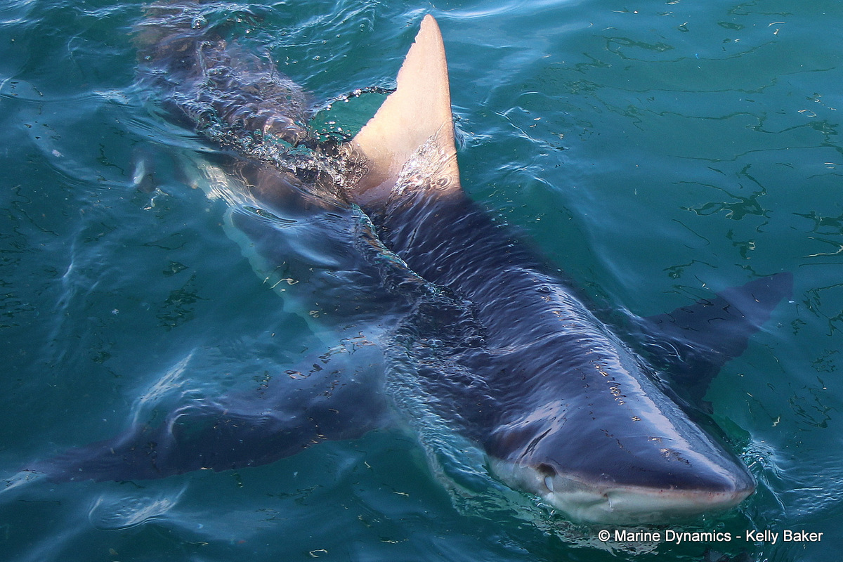 Bronze Whaler shark, South Africa