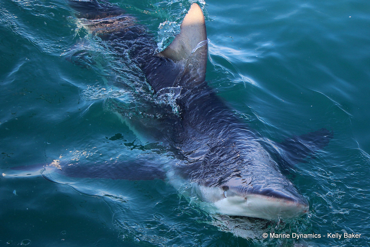 Bronze Whaler shark, South Africa