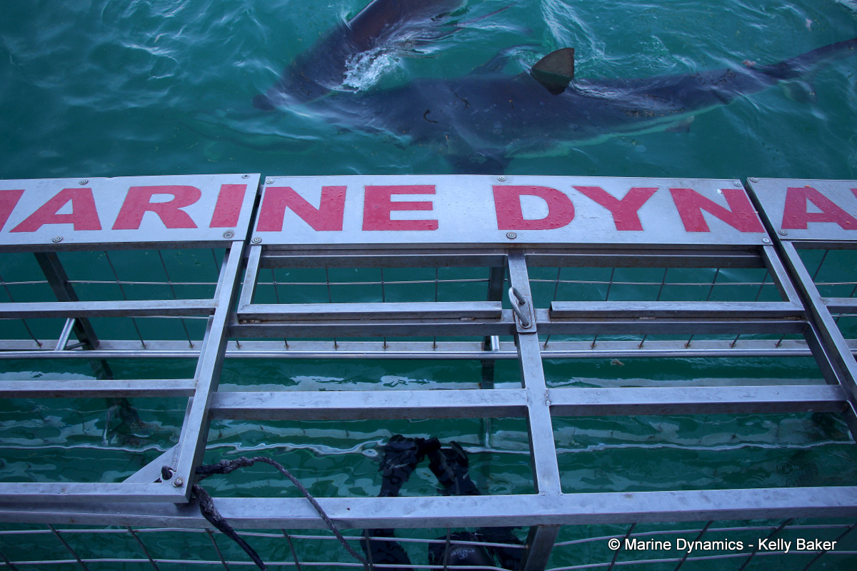 Shark Cage Diving, South Africa