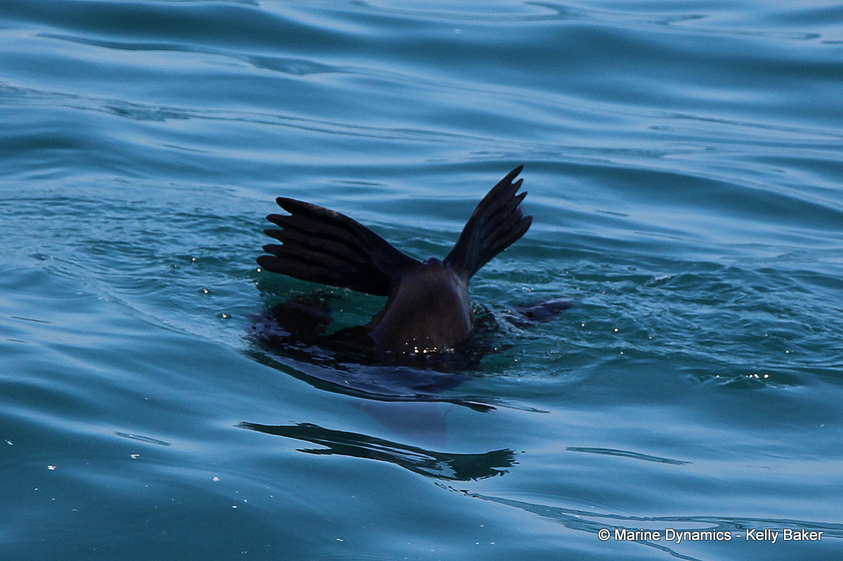 Cape fur seal, South Africa