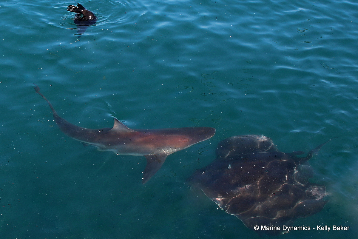 Shark Cage Diving, South Africa
