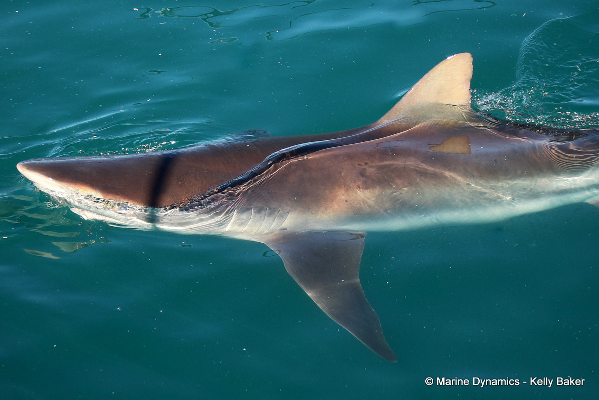 Bronze Whaler shark, South Africa