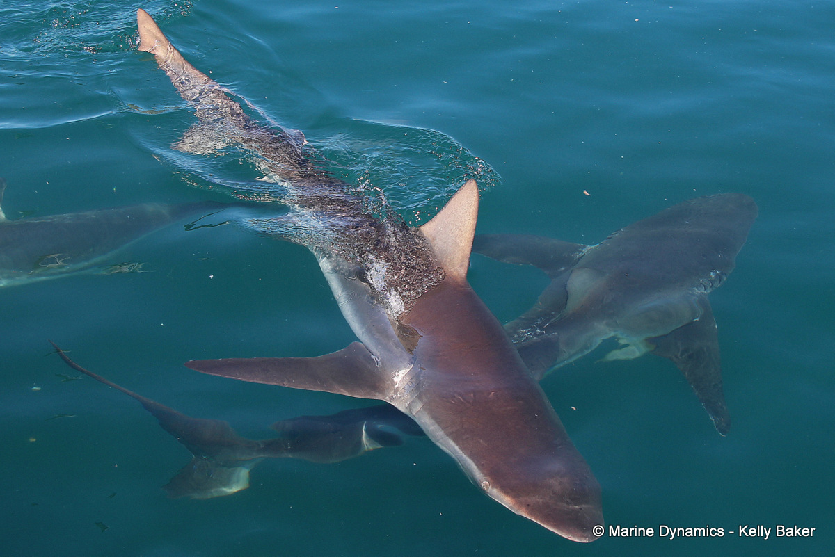 Bronze Whaler shark, South Africa
