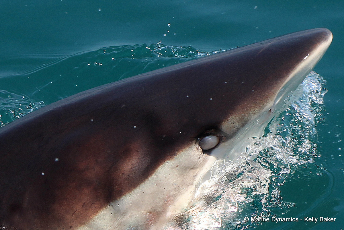 Bronze Whaler shark, South Africa