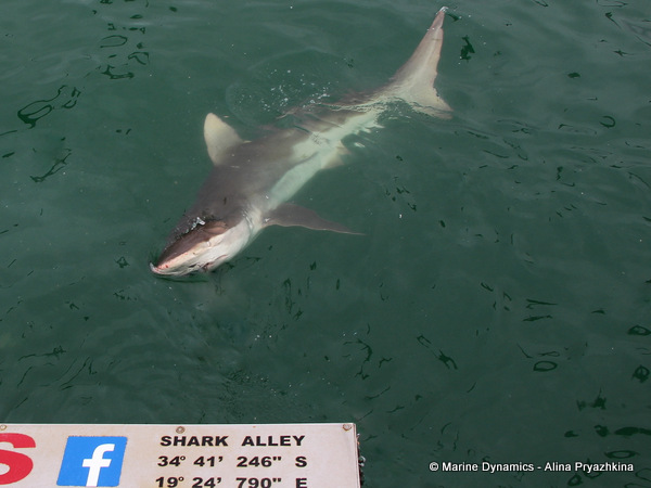 Bronze whaler shark, South Africa