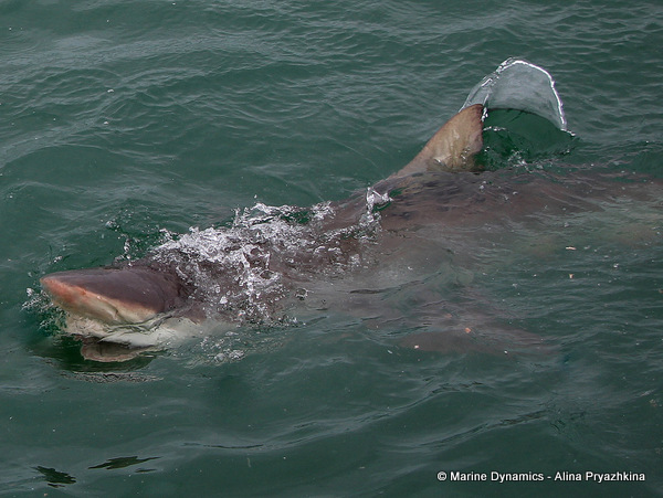 Bronze Whaler shark, South Africa