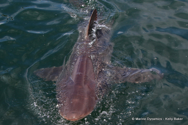 Bronze whaler shark, South Africa