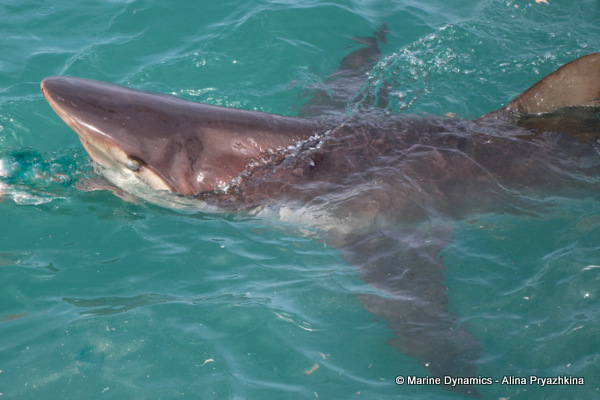Bronze whaler sharks, Gansbaai, South Africa