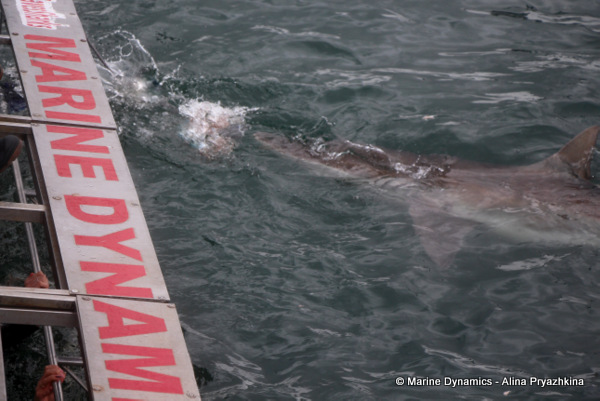 Bronze whaler, Gansbaai, South AFrica