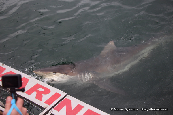 bronze whaler shark