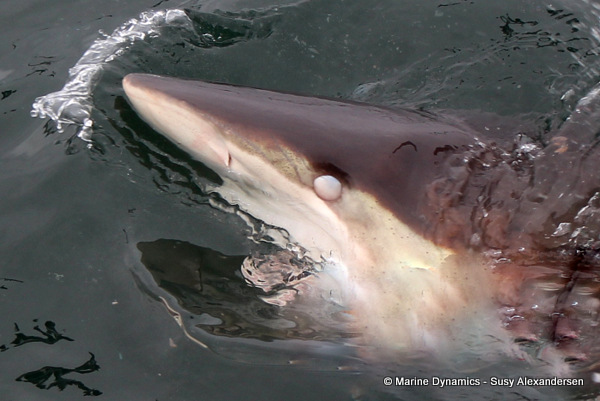 Bronze whaler shark