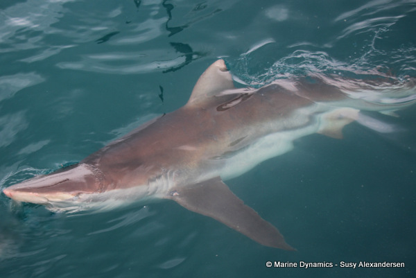 Bronze whaler shark