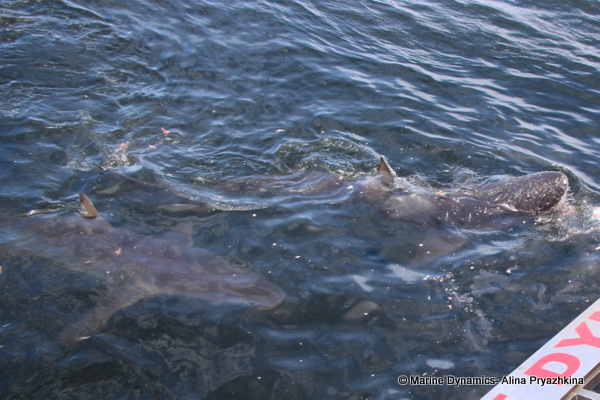 Bronze whaler, Gansbaai, South Africa