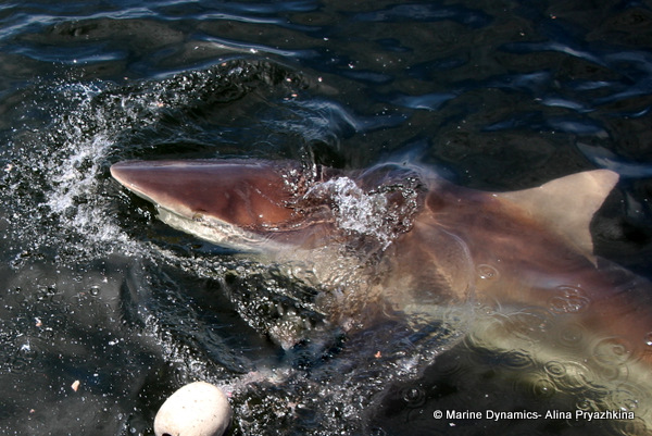 Bronze whaler, Gansbaai, South Africa