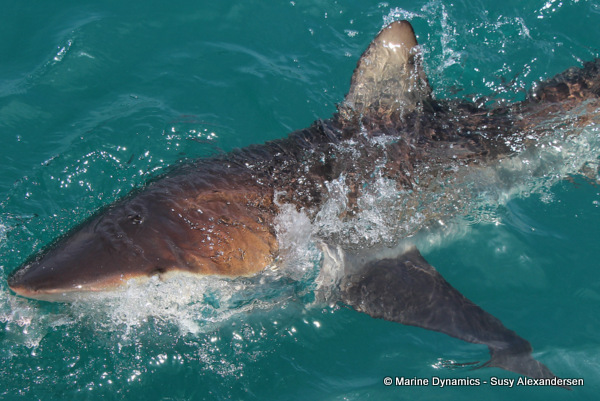 Bronze whaler shark, South Africa