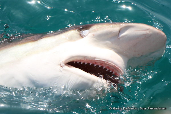 Bronze whaler shark, South Africa