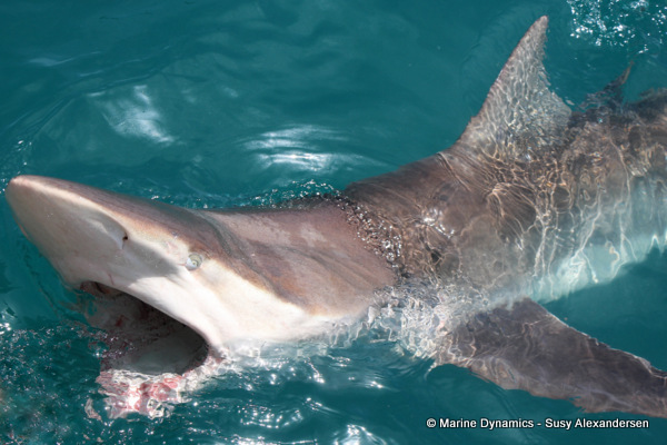 Bronze whaler shark, South Africa