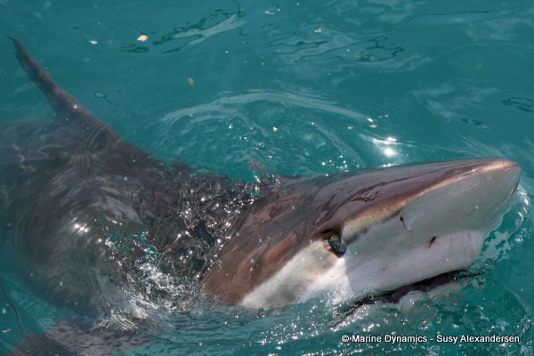 Bronze whaler shark, South Africa