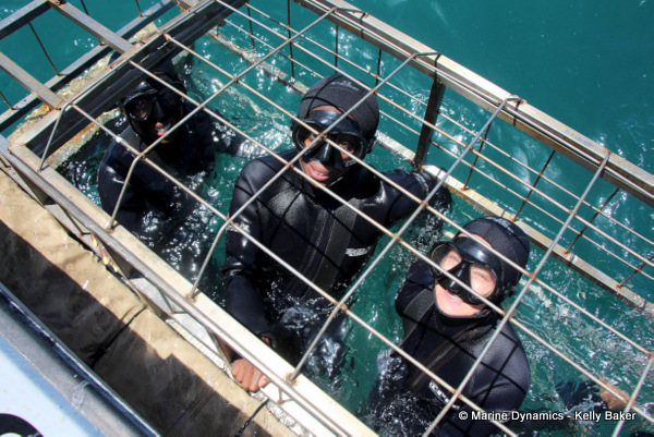 shark cage diving, South Africa