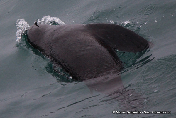 Cape fur seal, South Africa