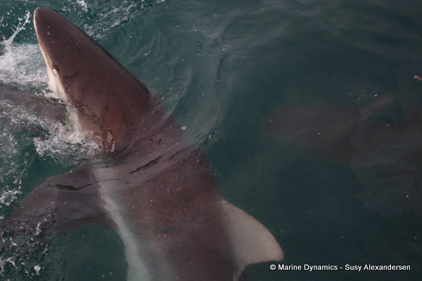 Bronze whaler shark, South Africa