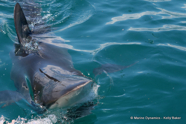 Bronze whaler shark, South Africa