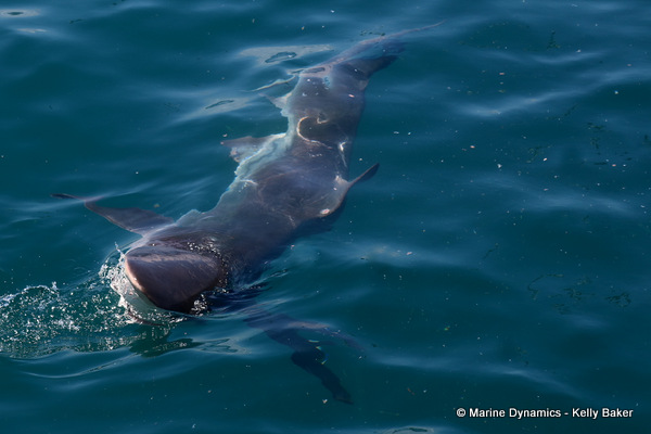 Bronze whaler shark, South Africa