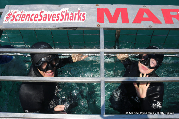 Shark cage diving, South Africa