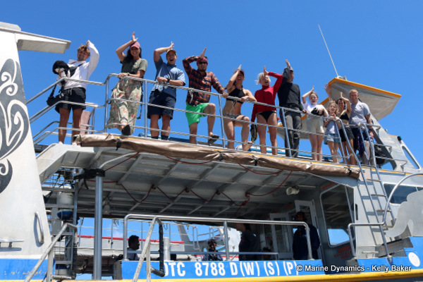 Shark cage diving, South Africa