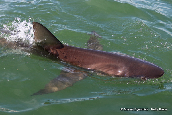 Bronze whaler shark, South Africa